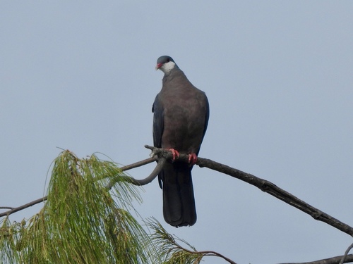 Metallic Pigeon