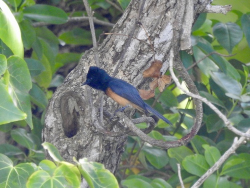 Vanikoro Flycatcher