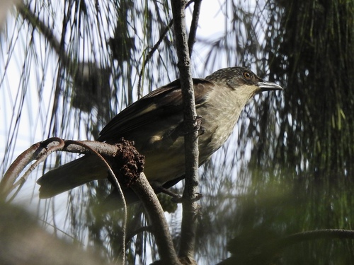 Polynesian Starling