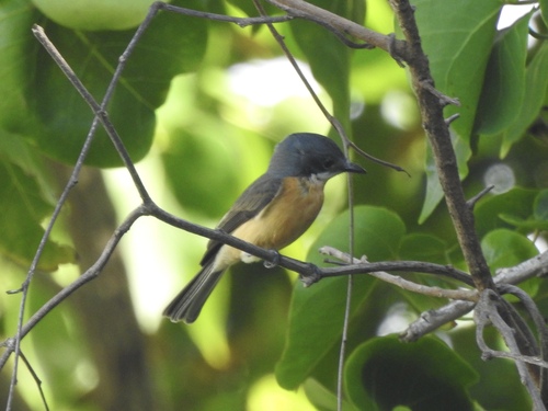 Myiagra vanikorensis dorsalis