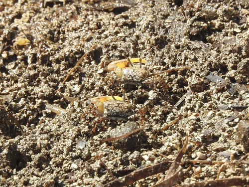 Citrus Fiddler Crab