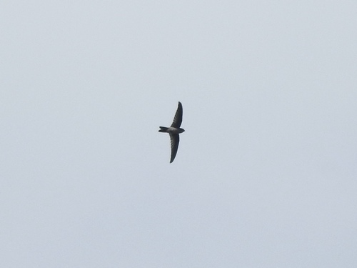White-rumped Swiftlet