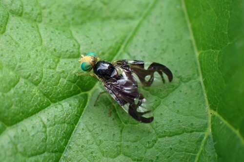 Celery Fly, photo 8 of 10