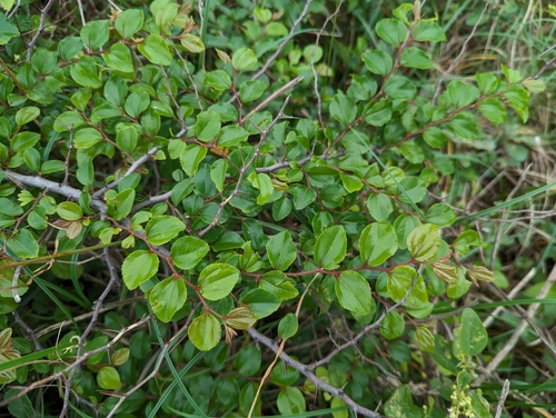 Paliurus ramosissimus iNat (2)