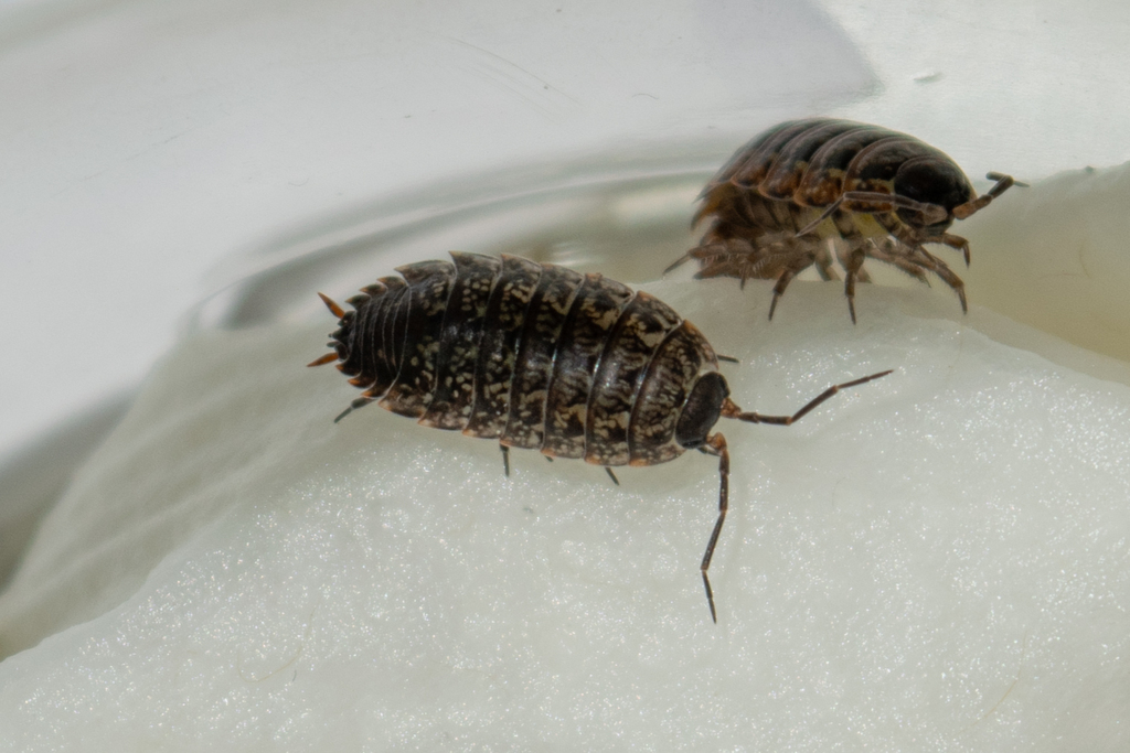 Porcellio achilleionensis