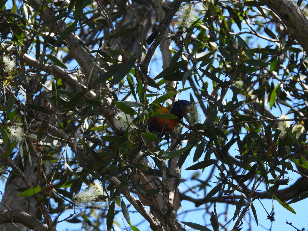 Rainbow Lorikeet from Sandy Camp Road Wetlands Reserve, Sandy Camp Rd ...