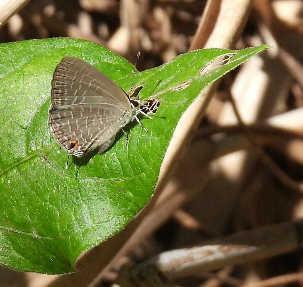 Purple Cerulean from Sandy Camp Road Wetlands Reserve, Sandy Camp Rd ...