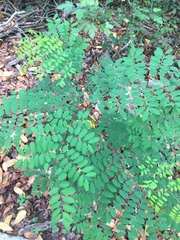 Adenanthera microsperma