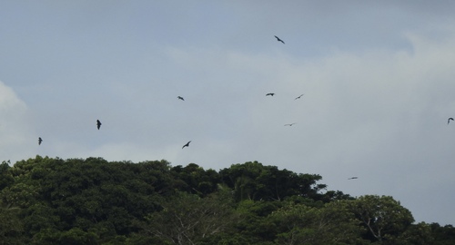 Pacific Flying-fox
