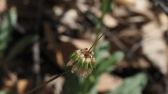 Trifolium gracilentum