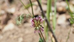 Trifolium gracilentum