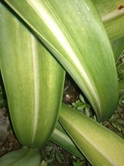 Hippeastrum striatum
