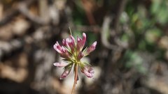 Trifolium gracilentum