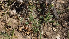 Trifolium gracilentum