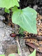 Dinomyrmex gigas
