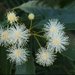 Callicoma serratifolia - Photo (c) David Midgley, algunos derechos reservados (CC BY-NC-ND)