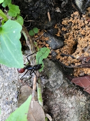 Dinomyrmex gigas