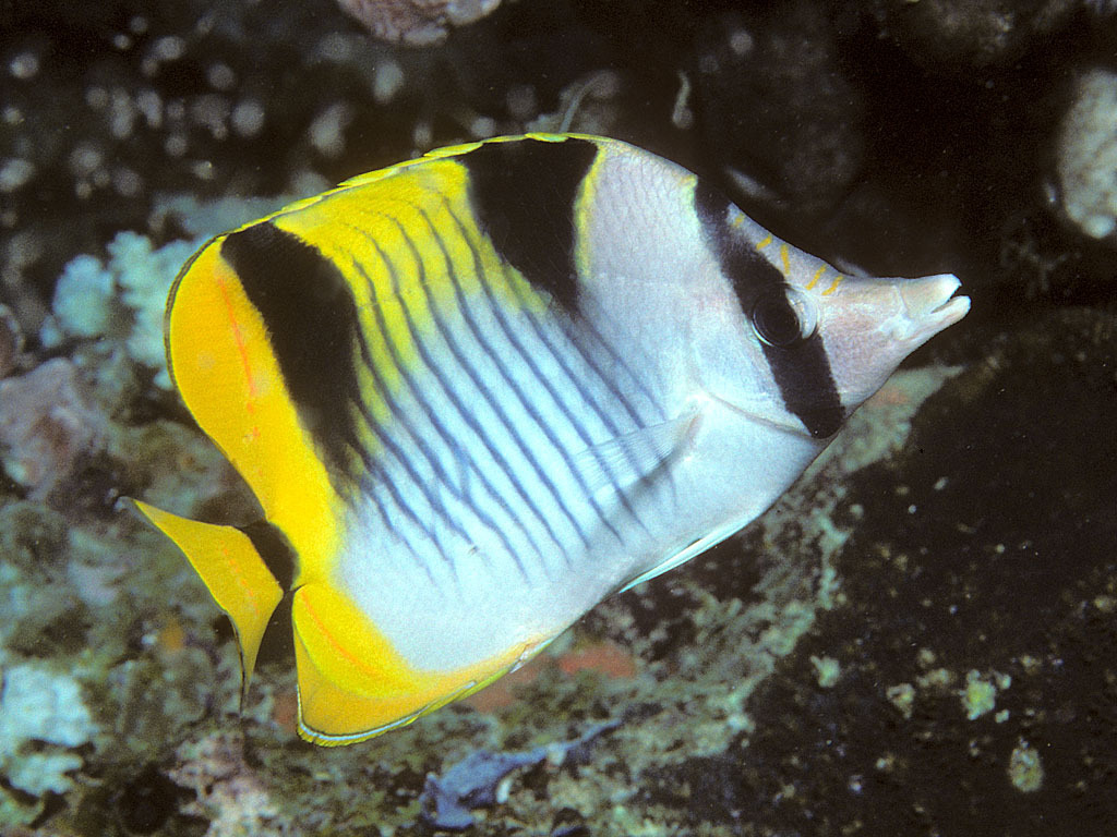Double-saddled Butterflyfish