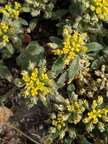 Image of Alyssum umbellatum by no rights reserved