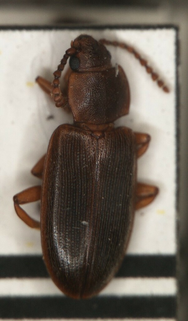 Paracucujinae