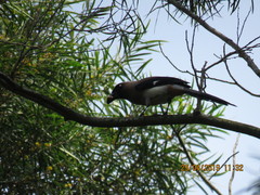 Dendrocitta formosae formosae