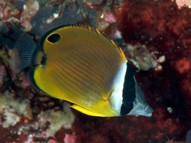 Golden Butterflyfish