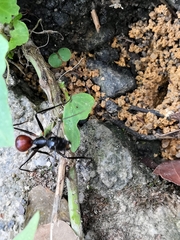 Dinomyrmex gigas