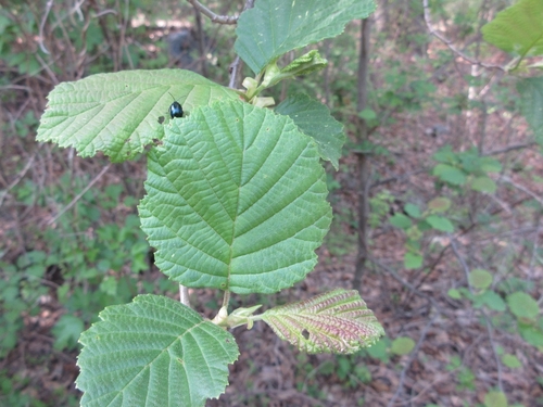 Alnus hirsuta iNat (1)