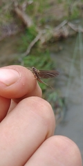 Ephemerella subvaria