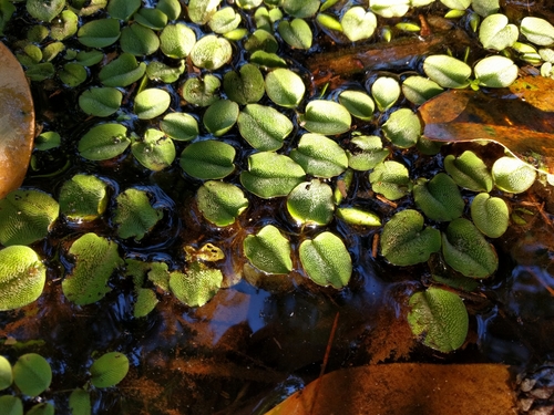 Giant Salvinia