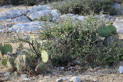 Mimosa aculeaticarpa