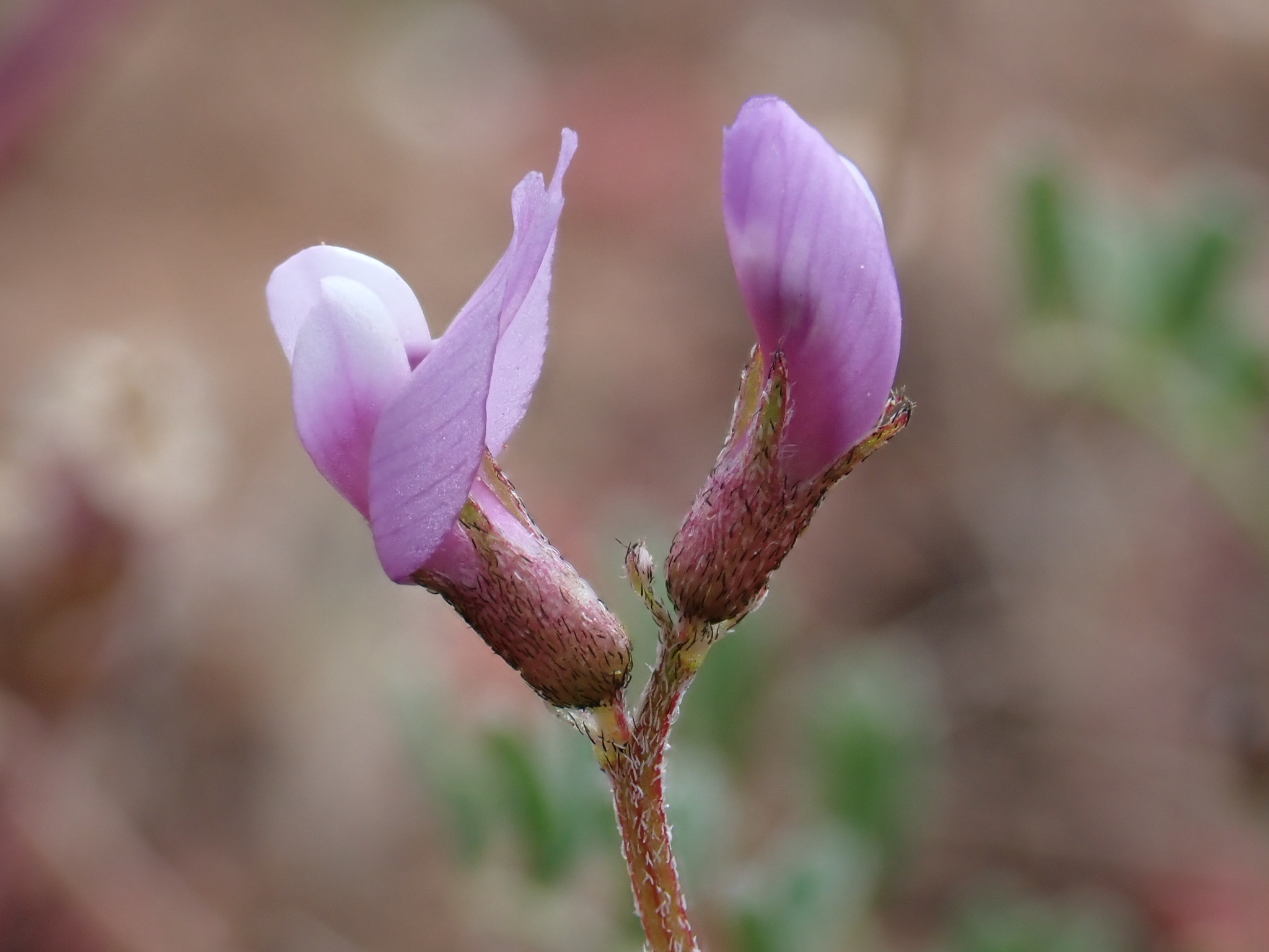 Astragalus pauperculus