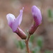 Astragalus pauperculus - Photo (c) Jordan Collins,  זכויות יוצרים חלקיות (CC BY-NC), הועלה על ידי Jordan Collins