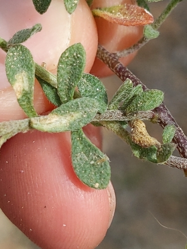 Image of Alyssum umbellatum by no rights reserved