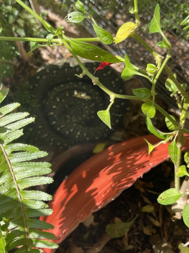 Diamond Python sighting