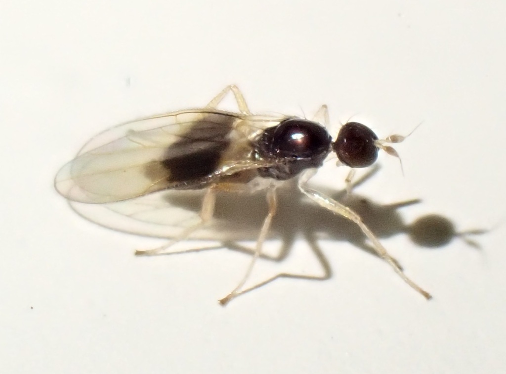 Zealandicesa singularis