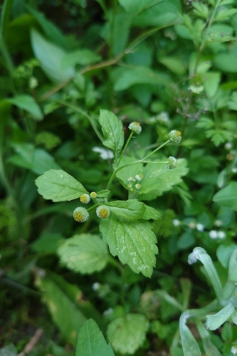 Image of Dichrocephala integrifolia by (c) 如此甚好, some rights reserved (CC BY)