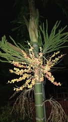 Arecaceae