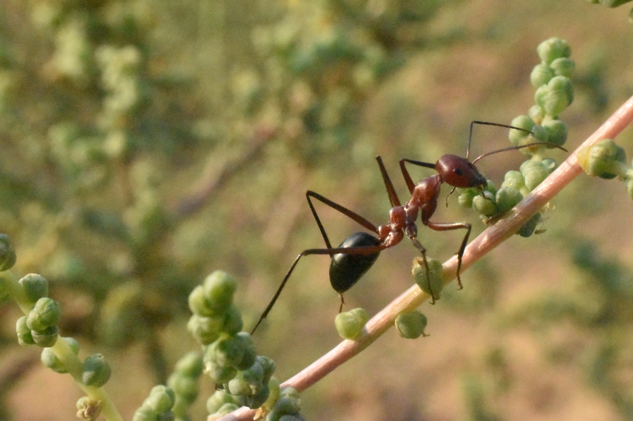 Cataglyphis urens