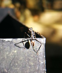 Gigantiops destructor