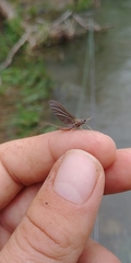 Ephemerella subvaria