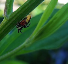 Cyphonia trifida