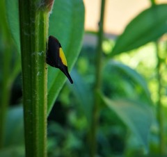 Enchenopa ignidorsum