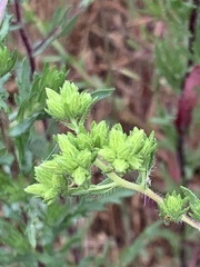 Deinandra