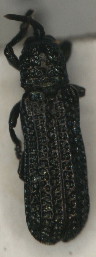 Agonita fossulata