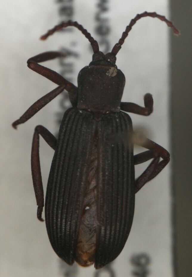 Asyleptus