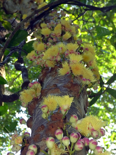 Image of Syzygium monospermum by (c) Kai Squires, some rights reserved (CC BY)