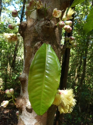 Image of Syzygium monospermum by (c) Kai Squires, some rights reserved (CC BY)