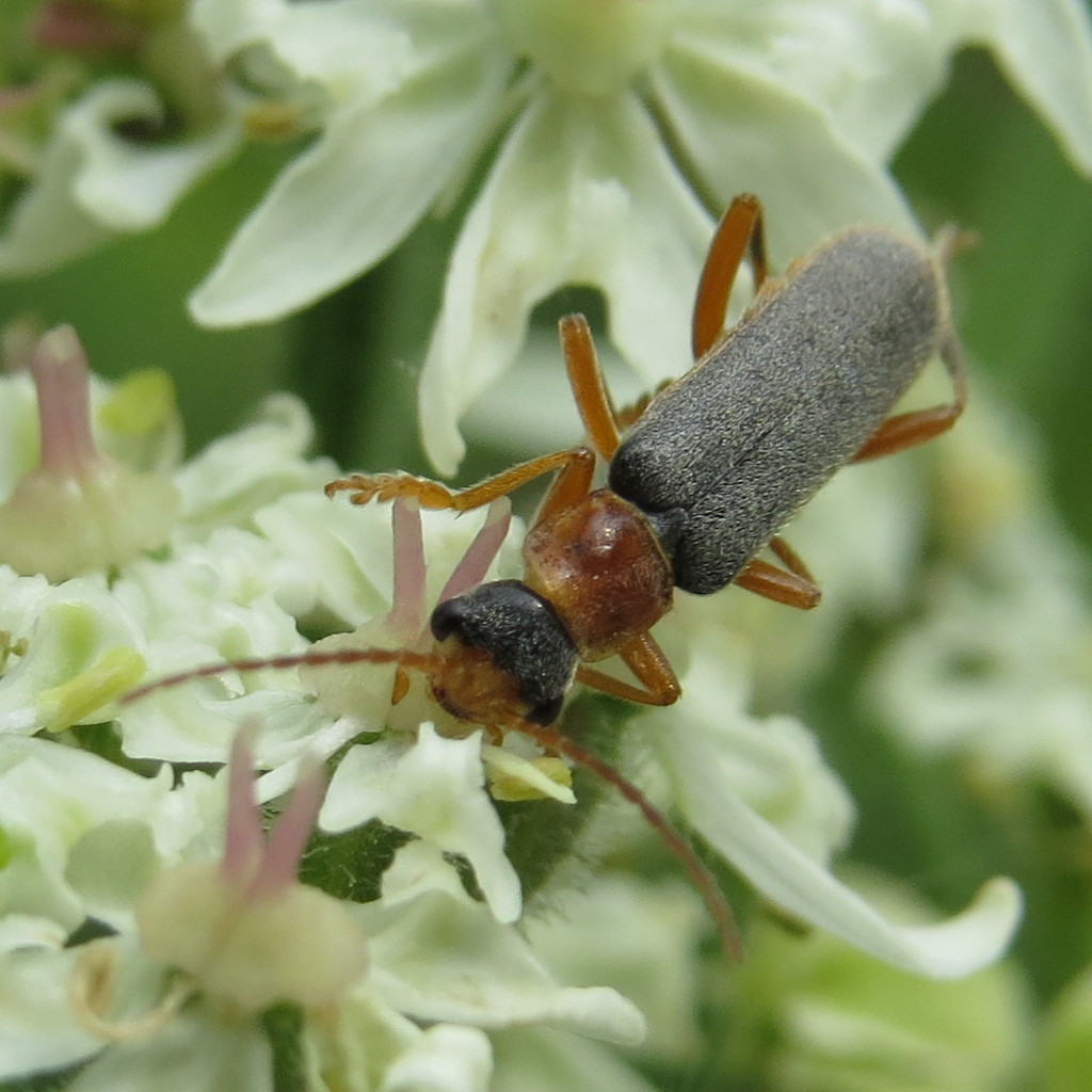 Cantharis lateralis