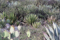 Agave lechuguilla